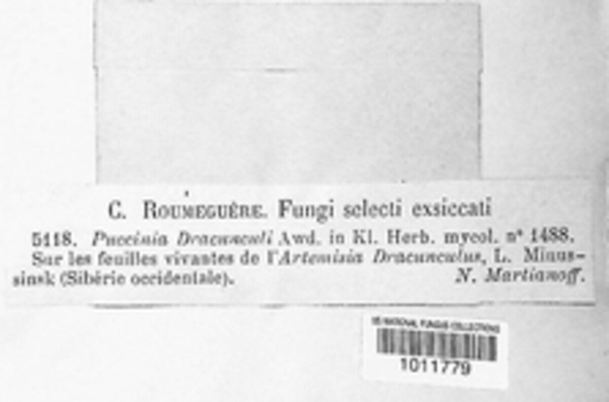 Puccinia dracunculi image